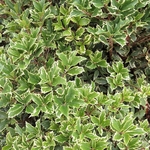 OSMANTHUS VARIEGATA (2)-min