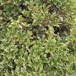 OSMANTHUS VARIEGATA-min