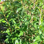 OSMANTHUS SUAVIS-min