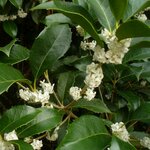 OSMANTHUS FORTUNEI 2 W-min