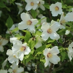 PHILADELPHUS BELLE ETOILE W 3-min
