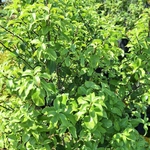 PITTOSPORUM TENUIFOLIUM (2)-min