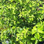 PITTOSPORUM TENUIFOLIUM-min