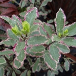 PITTOSPORUM ELIZABETH W-min