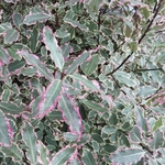 PITTOSPORUM ELIZABETH W 2-min