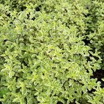 PITTOSPORUM VARIEGATUM (2)-min