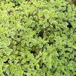 PITTOSPORUM VARIEGATUM-min