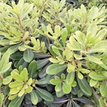 PITTOSPORUM TOBIRA NANA-min
