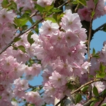 PRUNUS ACCOLADE W 4-min