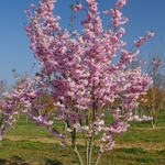 PRUNUS ACCOLADE W 2-min