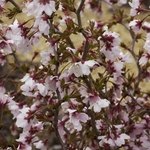 PRUNUS KOJO NO MAI MINIER-min