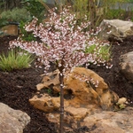 PRUNUS KOJO NO MAI 3 MINIER-min