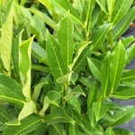 PRUNUS FONTANETTE (2)-min