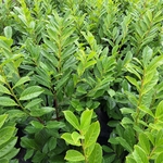 PRUNUS NOVITA (2)-min