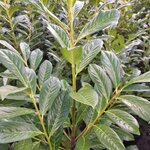 PRUNUS ROTUNDIFOLIA (2)-min