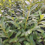 PRUNUS ROTUNDIFOLIA (3)-min