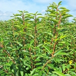 PRUNUS ANGUSTIFOLIA (2)-min