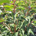 PRUNUS BRENELIA-min