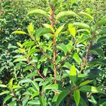PRUNUS BRENELIA (2)-min