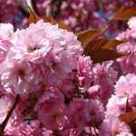 PRUNUS KANZAN W-min