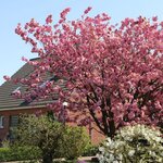 PRUNUS KANZAN W 3-min