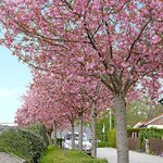 PRUNUS KANZAN W 2-min