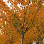 PRUNUS KANZAN W 4-min
