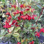 PYRACANTHA RED COLUMN (4)-min