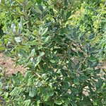 QUERCUS ILEX-min