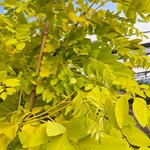 ROBINIA FRISIA (2)-min