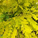 ROBINIA FRISIA-min