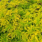 SAMBUCUS AUREA-min (2)