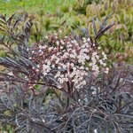 SAMBUCUS BLACK LACE (2)-min