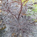 SAMBUCUS BLACK LACE (3)-min