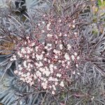 SAMBUCUS BLACK LACE-min