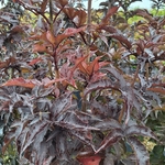 SAMBUCUS BLACK TOWER (2)-min