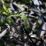 SAMBUCUS PURPUREA W 4-min