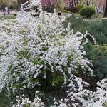 SPIRAEA THUNBERGII W 2-min