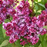 SYRINGA PRINCE WOLKONSKY 2 MINIER-min