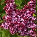 SYRINGA PRINCE WOLKONSKY MINIER-min