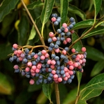 VIBURNUM PINK BEAUTY 2 MINIER-min