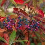 VIBURNUM PINK BEAUTY MINIER-min
