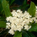 VIBURNUM PINK BEAUTY 6 MINIER-min