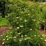VIBURNUM PINK BEAUTY 5 MINIER-min