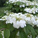 VIBURNUM LANARTH W-min