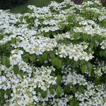 VIBURNUM LANARTH W 3-min
