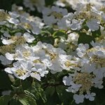 VIBURNUM LANARTH W 2-min