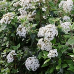 VIBURNUM BURKWOODII W 2-min