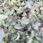 VIBURNUM BURKWODII-min