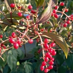 VIBURNUM HILLIERI WINTON W 4-min